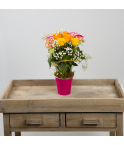 Compositions roses