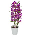 Dendrobium violet