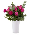 Bouquet de 15 roses roses