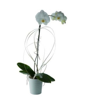 Orchidée 1 tige blanche