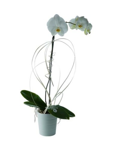 Orchidée 1 tige blanche