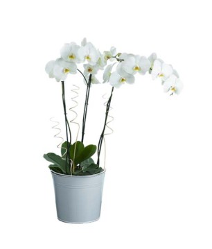 Orchidée 3 tiges blanche