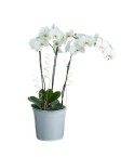 Orchidée 3 tiges blanche