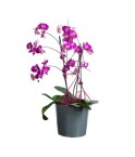 Orchidée 3 tiges violette