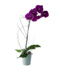 Orchidée 1 tige violette