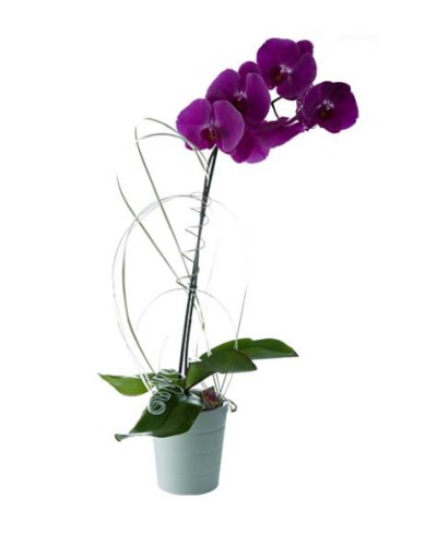 Orchidée 1 tige violette
