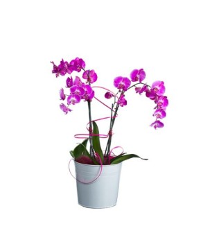 Orchidée 2 tiges rose