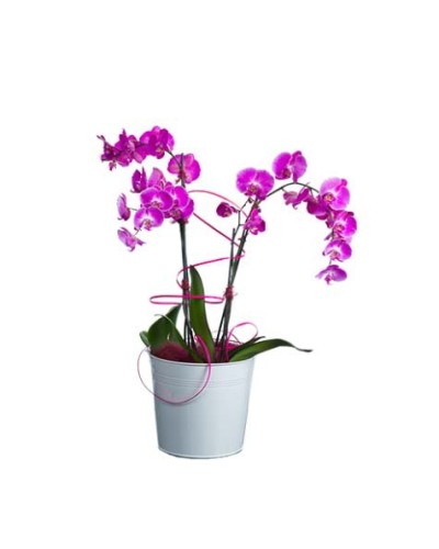 Orchidée 2 tiges rose