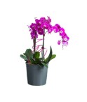 Orchidée 2 tiges  violette