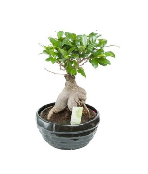 Bonsaï Ficus - Mini Arbre