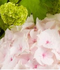 Bouquet viburnums et hortensias