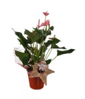Anthurium de Noël