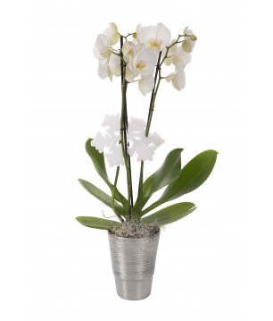 Orchidée 2 tiges blanche - Meilleurs Voeux 2017