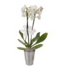 Orchidée de Noël 2 tiges blanche