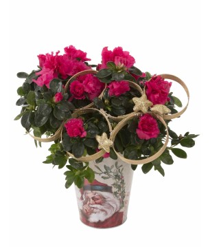 Azalée fuchsia décoré - Meilleurs Voeux 2017