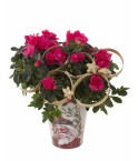 Azalée de Noël fuchsia décoré