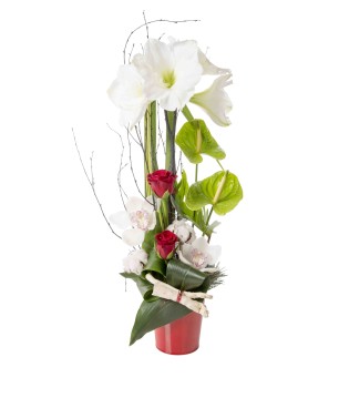 Composition d'amaryllis blancs - Meilleurs Voeux 2017