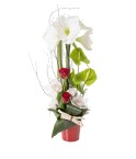 Composition amaryllis blancs de Noël