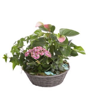 Deuil Coupes de plantes - Teintes et budget au choix