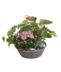 Deuil Coupes de plantes - Teintes et budget au choix