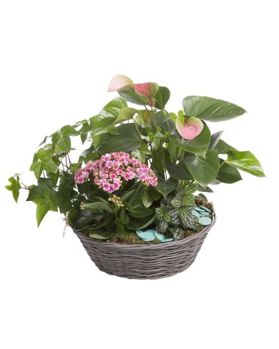 Deuil Coupes de plantes - Teintes et budget au choix