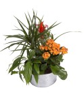 Deuil Coupes de plantes - Teintes et budget au choix