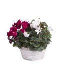 Deuil Coupes de plantes - Teintes et budget au choix