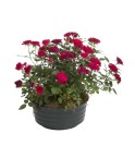 Deuil Coupes de plantes - Teintes et budget au choix