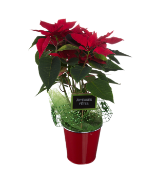 Poinsettia - Meilleurs Voeux 2017
