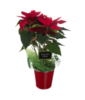Poinsettia de Noël
