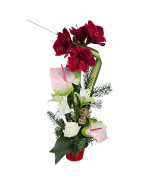 Composition d'amaryllis et d'anthuriums - Meilleurs Voeux 2017