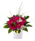 Bouquet geberas roses