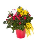 Plante Rosier Rouge ou Blanc  -  Conscrits 2017