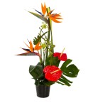 Composition fleurs exotiques