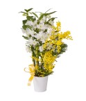 Orchidée dendrobium 2 tiges - Conscrits 2017