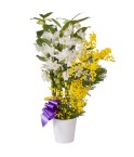 Orchidée dendrobium 2 tiges - Conscrits 2017