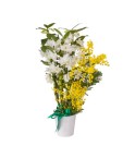 Orchidée dendrobium 2 tiges - Conscrits 2017