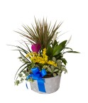 Coupe de plantes variées - Conscrits 2017