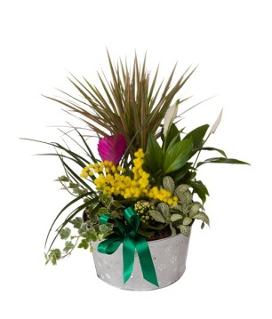 Coupe de plantes d'intérieur - Conscrits 2017