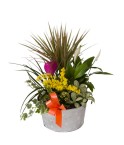 Coupe de plantes variées - Conscrits 2017