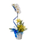 Orchidée Cymbidium 2 tiges - Conscrits 2017