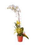 Orchidée Cymbidium 2 tiges - Conscrits 2017