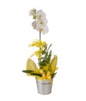 Orchidée Cymbidium 2 tiges - Conscrits 2017