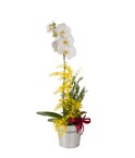 Orchidée Cymbidium 2 tiges - Conscrits 2017
