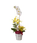 Orchidée Cymbidium 2 tiges - Conscrits 2017
