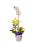 Orchidée Cymbidium 2 tiges - Conscrits 2017