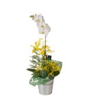 Orchidée Cymbidium 2 tiges - Conscrits 2017