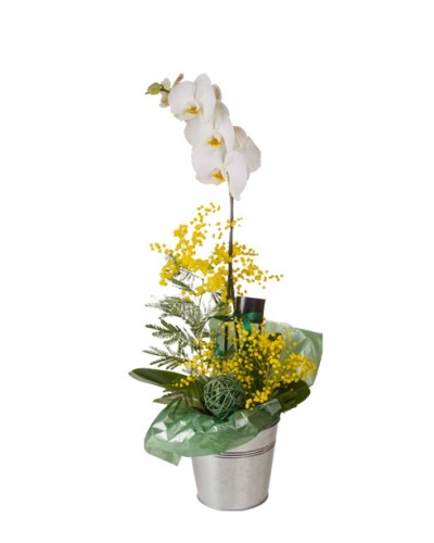 Orchidée Cymbidium 2 tiges - Conscrits 2017