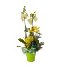 Orchidée Cymbidium 2 tiges - Conscrits 2017