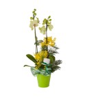 Orchidée Cymbidium 2 tiges - Conscrits 2017
